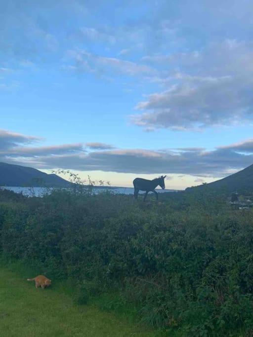 An Bothan-cosy In The Cooley Mountains * Dundalk